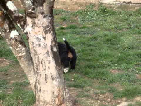 Boyeros de Berna Litter B 6 weeks