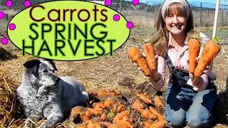 HARVEST CARROTS IN THE SPRING! **Update Video to 'How To Store Carrots For Winter'