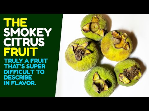 We taste fruits from our Campomanesia guazumifolia and we definitely have different opinions!