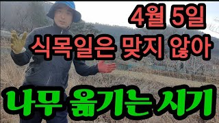 4월5일 식목일에 나무 심으면 안되는 이유
