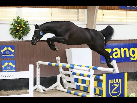 Dominator 2000 Z offspring, Don Tarpania Z 2017