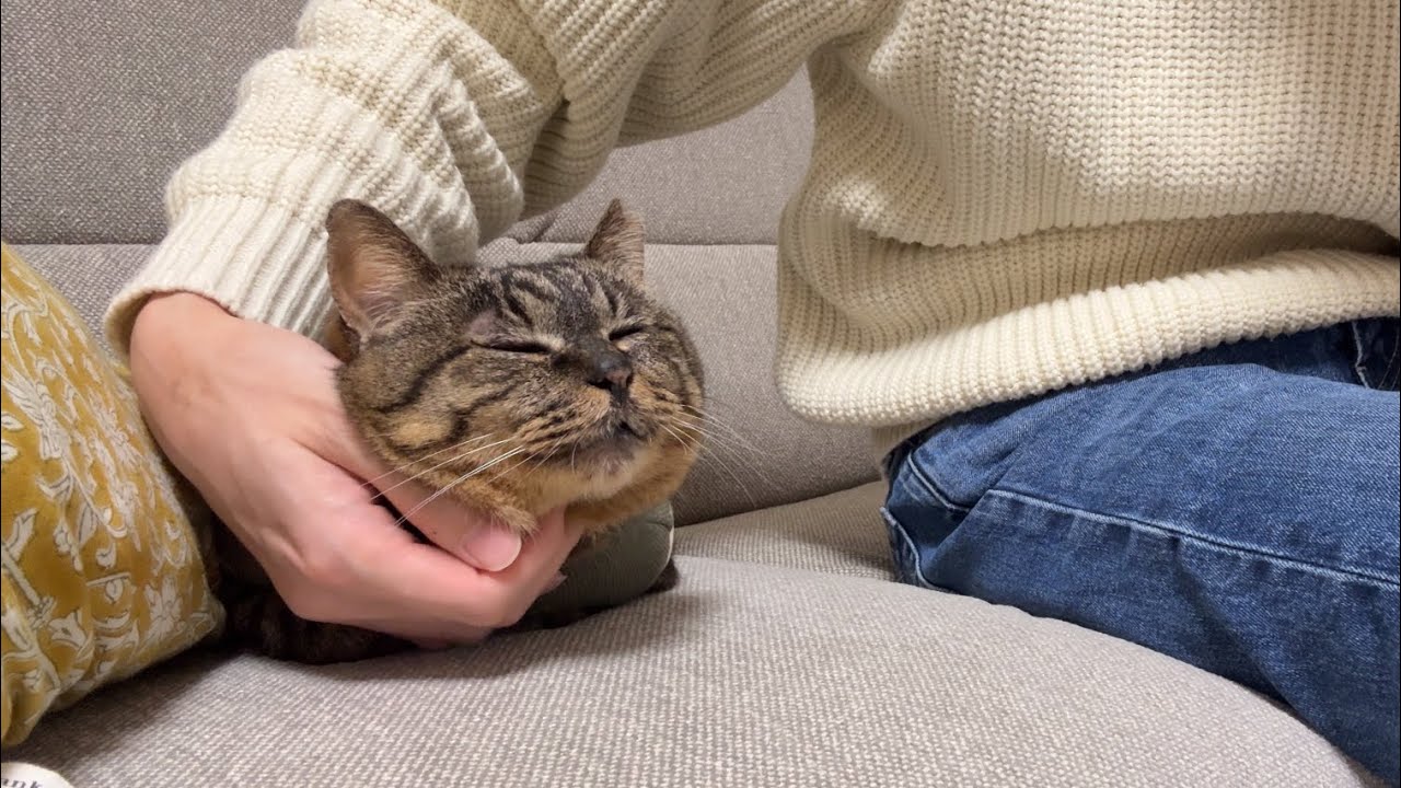 【妻不在】夫と元地域猫が2人きりで過ごす一日が可愛すぎた…