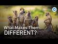 From The Amazon To Africa The Secret Codes Of Monkey Life Full Wildlife Documentary
