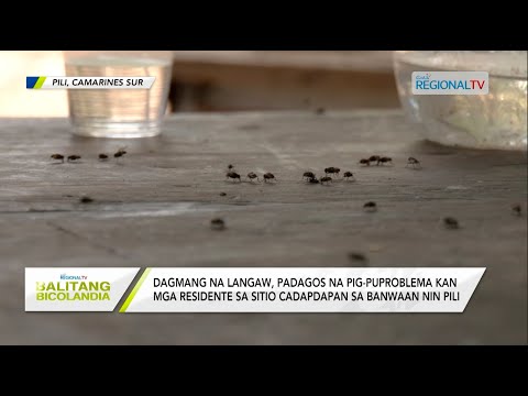 Balitang Bicolandia: Dagmang na langaw, padagos na problema kan mga residente sa Sitio Cadapdapan