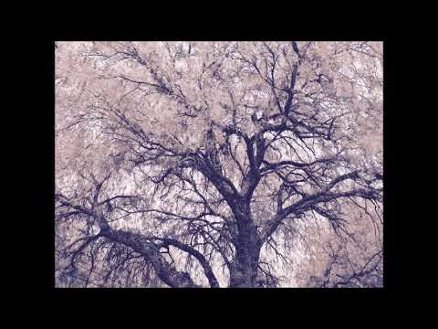 Ravenfall: Dawn Of A Misanthropic Mind