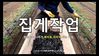 고추나무 집게 고정 작업 그리고 순정리