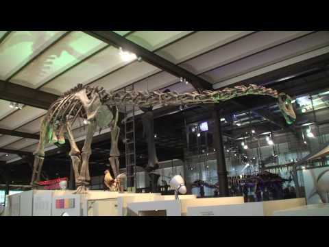 download lagu mp3 mp4 Museum Voor Natuurwetenschappen, download lagu Museum Voor Natuurwetenschappen gratis, unduh video klip Museum Voor Natuurwetenschappen