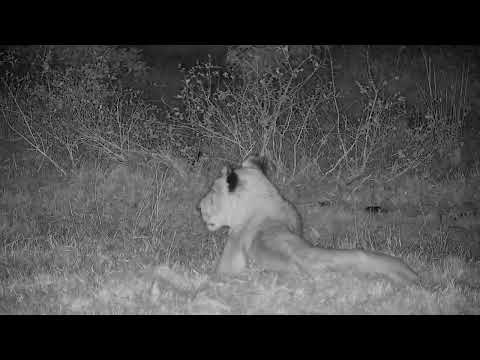 Djuma: Two Hippos, Saddle-billed Stork and three Lions(S8 and Talamati) - 22:11 - 09/27/2022