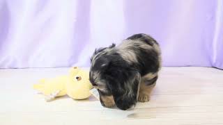 ミニチュアダックスの動画01