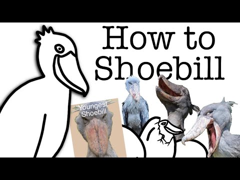 Your Life as a Shoebill