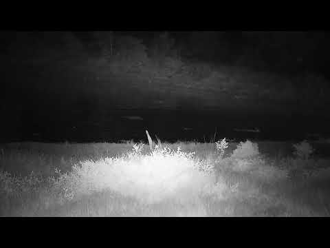 Djuma: Hippo enters water - 03:24 - 03/04/2022