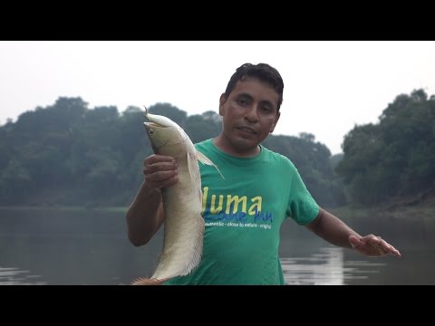 Amazon jungle trip from Manaus