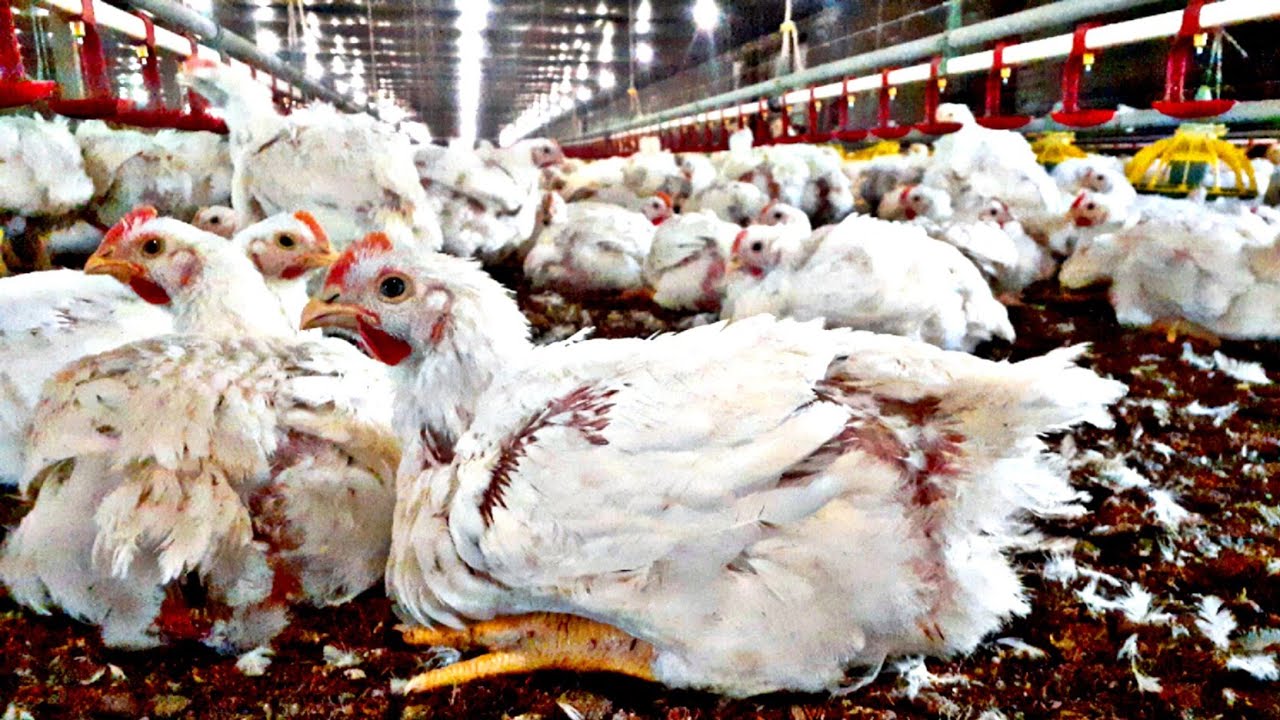 ALTA MORTALIDADE NA FASE FINAL EM FRANGOS DE CORTE? COMO RESOLVER!