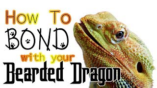 How To Bond With Your Bearded Dragon