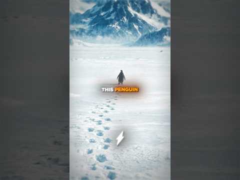 The Truth Behind The Viral Penguin…🤯🥶