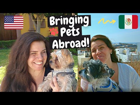 Advice & Tips For Traveling With A Pet/Bringing A Dog To Mexico /Traveling With A Dog In Mexico