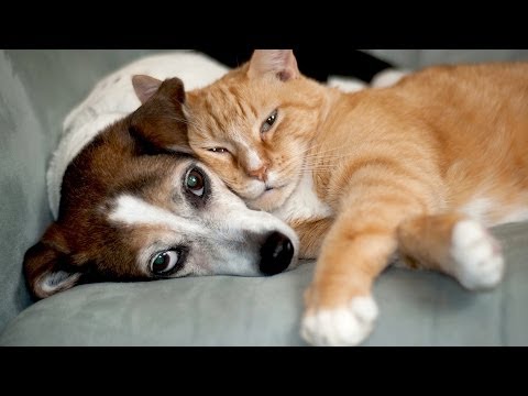 Do Cats Get Along with Other Pets? | Cat Care