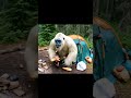 Bigfoot Catches Yeti Stealing Snacks Hilarious Forest Encounter Bigfoot Comedy Escape