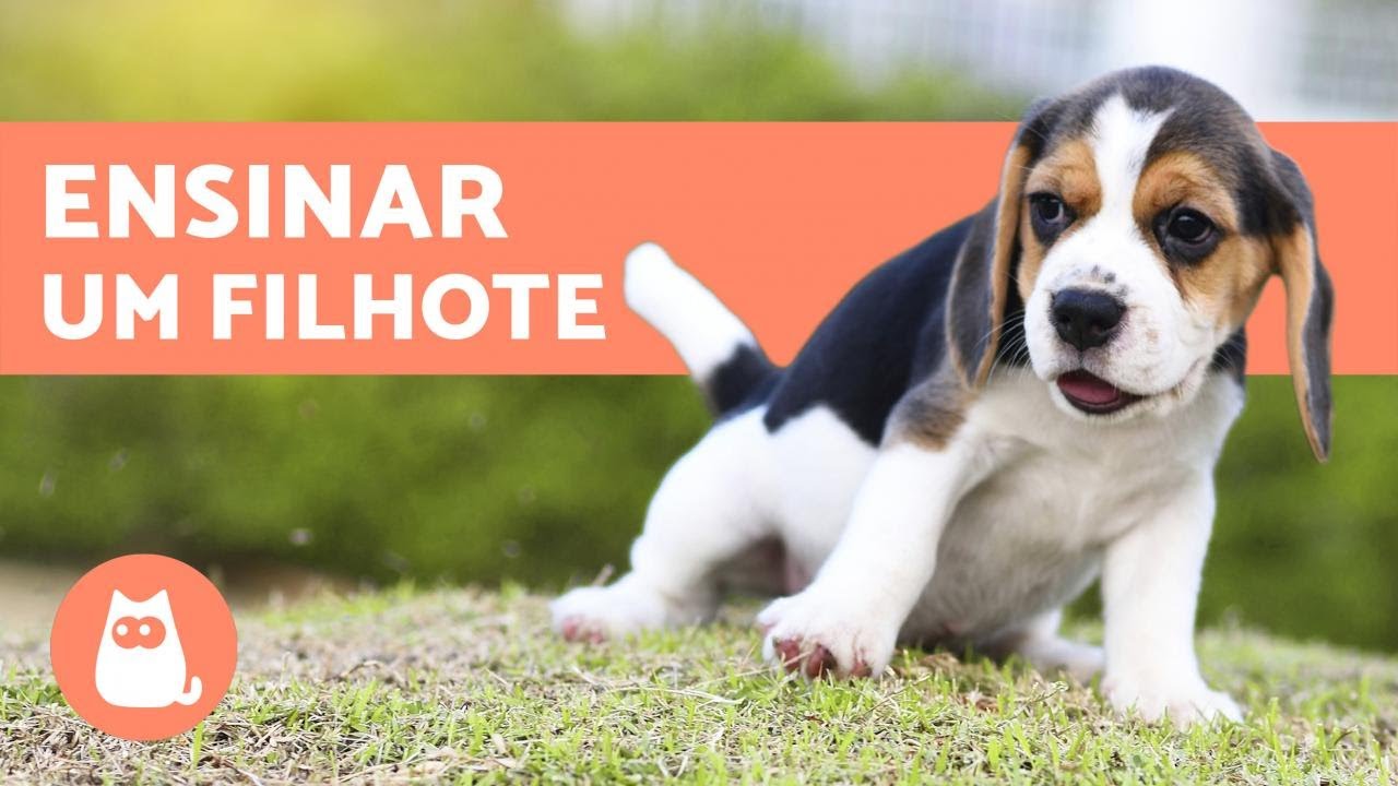 Como EDUCAR UM FILHOTE DE CACHORRO - 6 pontos fundamentais