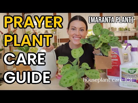 How To Care For Prayer Plants - Maranta Plant - Water, Repotting, Light & More - Houseplant Care 101