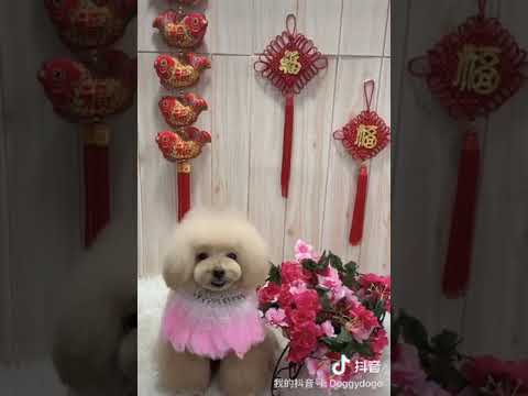 我们的技术，让你美美过“鼠”年。。。。