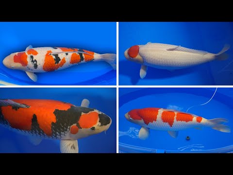 The Best Koi Fish in the World 2023! **All Categories**