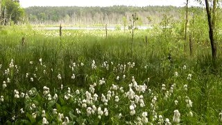 preview picture of video 'Rezerwat przyrody Jezioro Czarne (województwo zachodniopomorskie)'