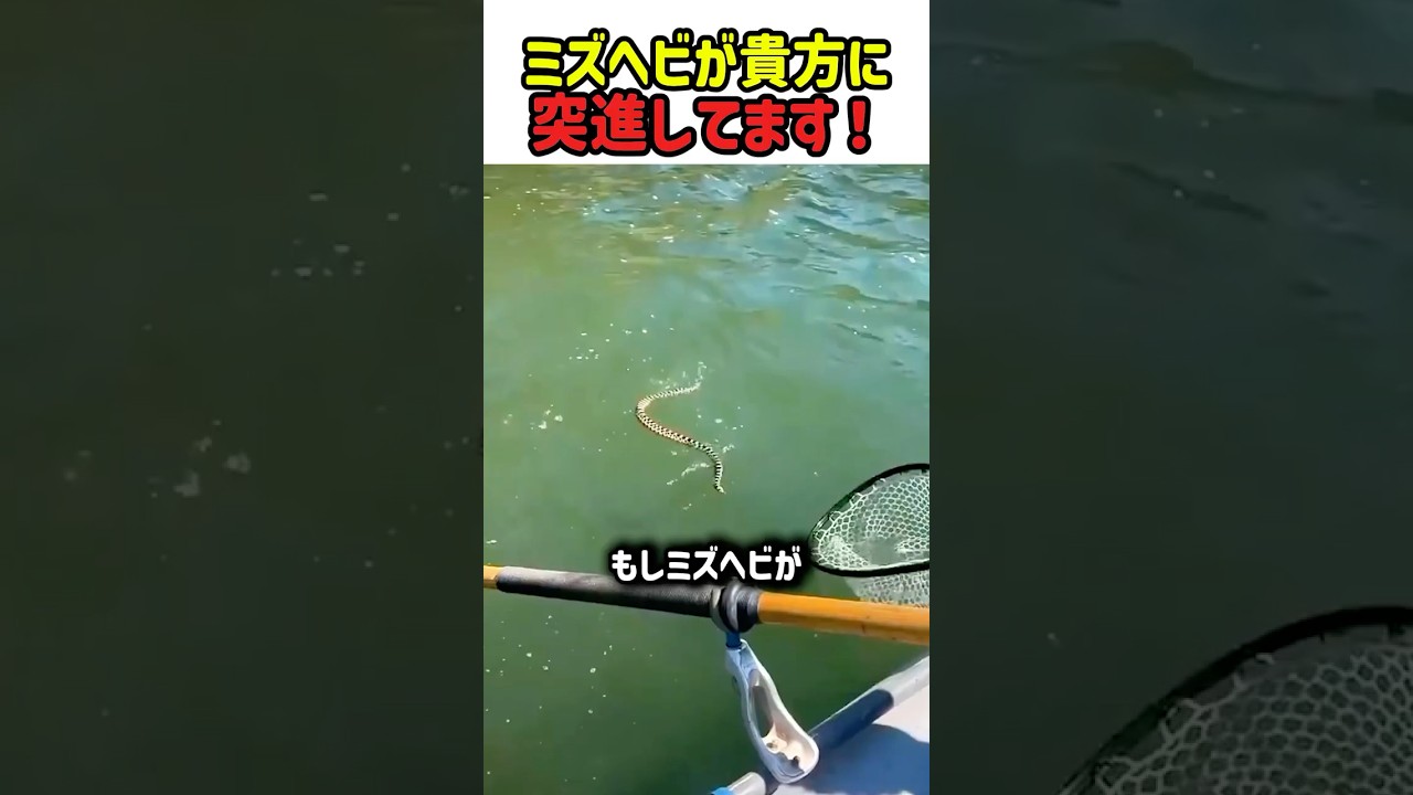 【驚き】ミズヘビに襲われた時の「意外な対処法」がヤバすぎるｗ　#驚き #ヒバカリ #水蛇 #生存戦略 #豆知識 #ハプニング #雑学 #shorts