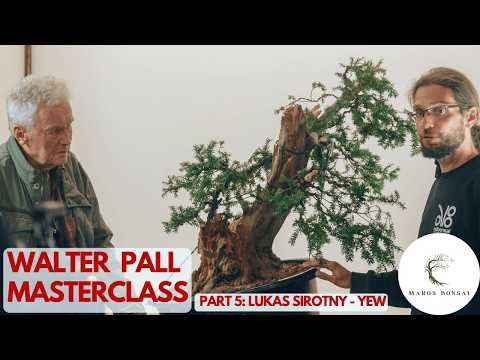 Yew Bonsai Design: Revealing the 'Hidden Trunk' (w/ Walter Pall)