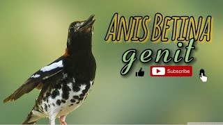 Download lagu pancingan Anis kembang betina memanggil jantan || terapi Anis kembang agar gacor mp3