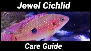 Jewel Cichlid Care Guide - Tank Mates, Size, Aggression