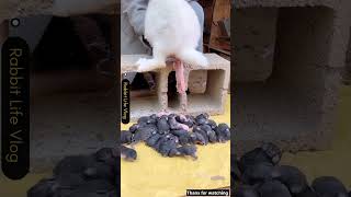 rabbit giving birth to cute small baby #babyanimal #animals #mycuterabbit #funny #wildlife