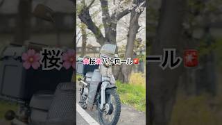 〜奈良大和高田千本桜🌸桜🌸パトロール🚨 #shorts
