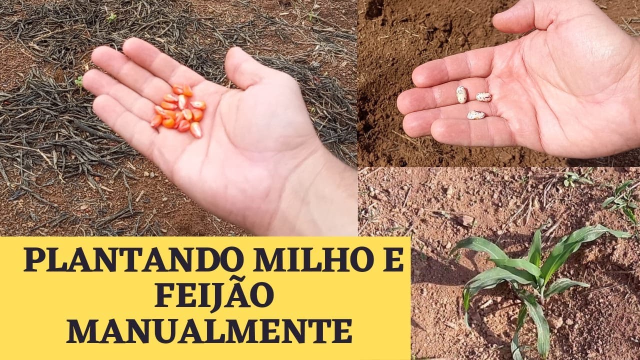 COMO PLANTAR MILHO E FEIJÃO MANUALMENTE
