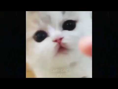Cute_Baby_Cats💗Video_Compilation_Cute_Moment_Of_The_Cats_