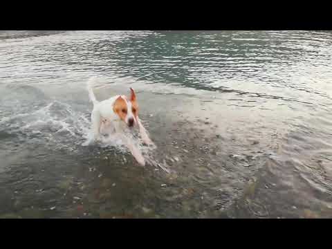 My Dog Running in the sea - Calling my dog #LuckyLumpis (Ο Σκύλος μου τρέχει στην θάλασσα)