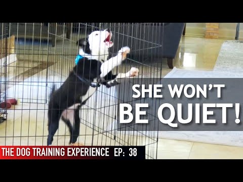 My Dog Barks When I Leave Her Alone! Watch Me Train Her To Stop!