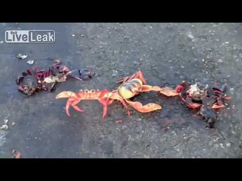 A Thousand Giant Crabs cross the road