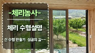 체리재배 성공의길  콜트3년차 Vv Ufo 관리 설명