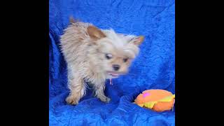 Video preview image #1 Brussels Griffon-Unknown Mix Puppy For Sale in Cuba, NY, USA