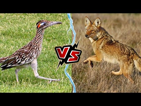 QUIEN ES MAS RÁPIDO EL CORRECAMINOS O EL COYOTE