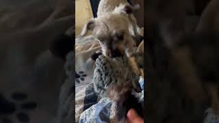 Video preview image #1 Havamalt Puppy For Sale in Westmont, IL, USA