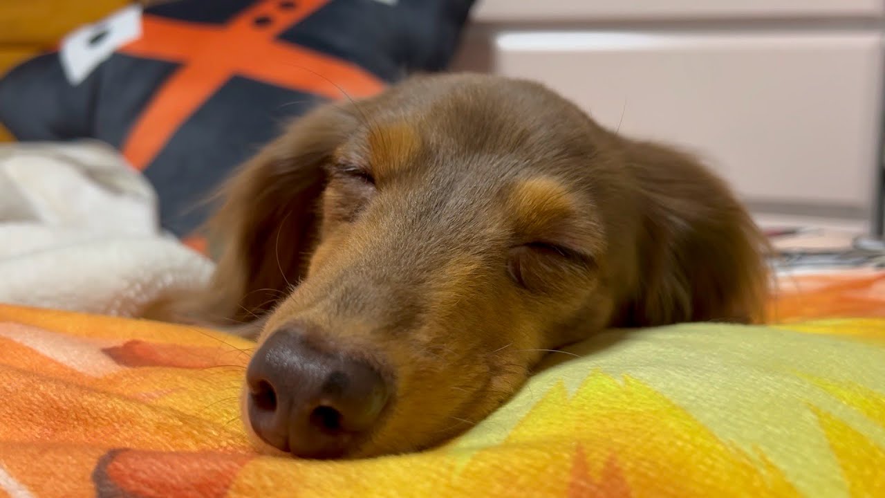 短足犬の寝る準備が可愛すぎるw チワックスれあ