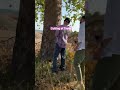 Law To Not Cut The Tree Shorts Europe Italy Tree Natureboyineurope Natureboy Natureboysumanth