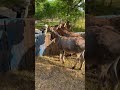 Horse And Donkey Meet Alpaca Herd Love Horse Donkey Alpaca India Keşfet Animals