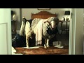 [HD720p] Una boda de muerte 2011 Pelicula Completa en español Latino descargar