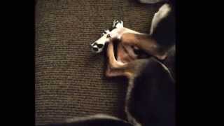 Miles sleeping tail wags video, to Nellie Mckay&#39;s Do Do Do.