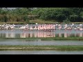Lesser Flamingos Courtship Dance