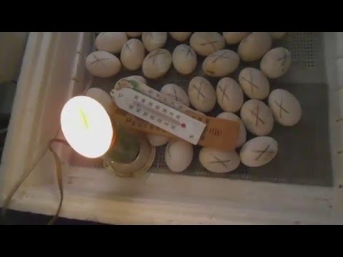 Овоскопирование утиных яиц на 7-сутки инкубации.