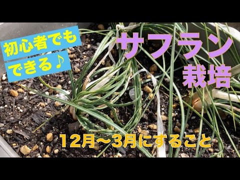 園芸 サフラン栽培